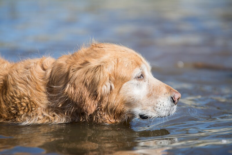 swimming as a low-impact exercise for senior dogs