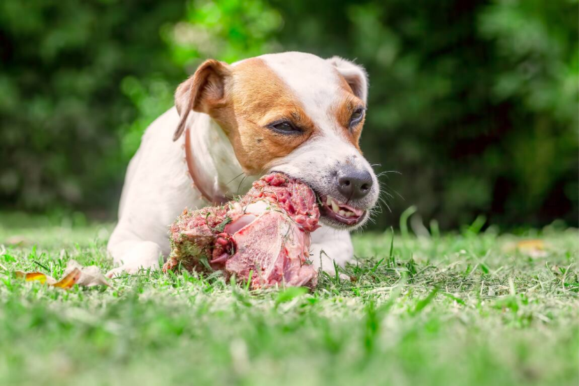 understanding canine digestion
