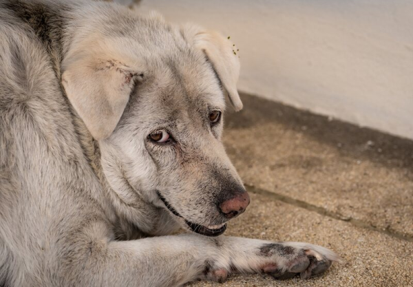 weight gain in old dogs